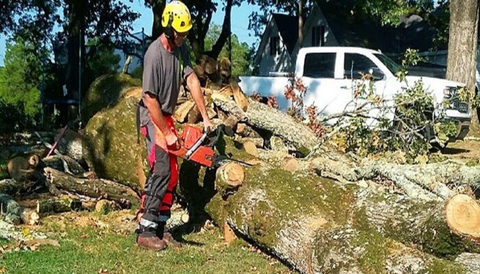 Services of a Tree Removal Firm