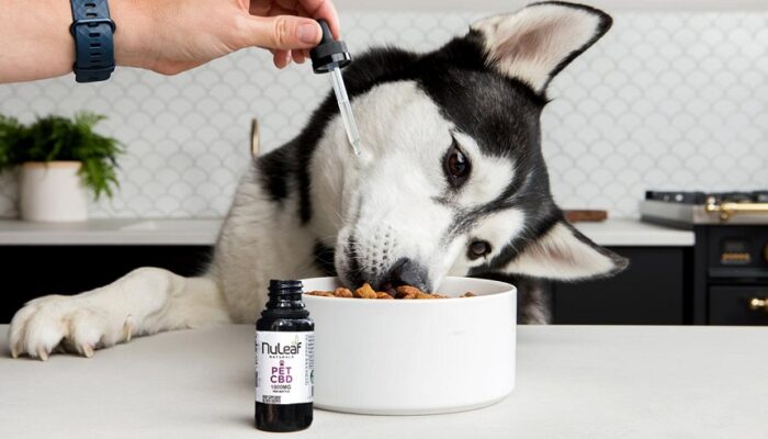 CBD Oil for Dogs